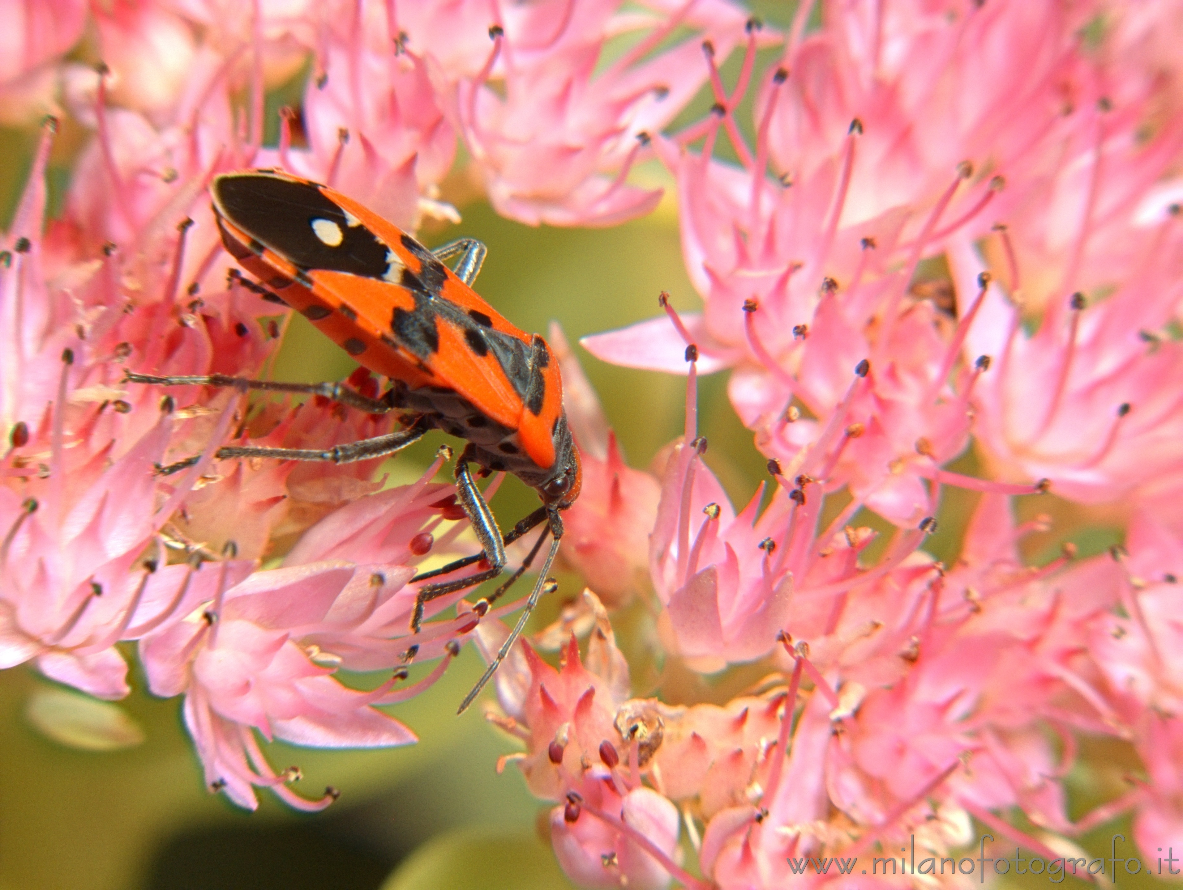 Campiglia Cervo (Biella, Italy) - Probably Lygaeus simulans on Sedum flowers